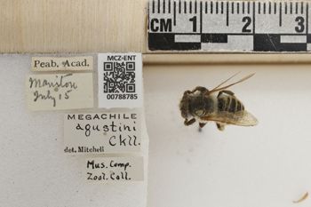 Media type: image;   Entomology 788785 Aspect: Labels